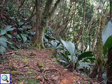 Teilstücke des Mare aux Cochons Trails führen durch dichten Wald