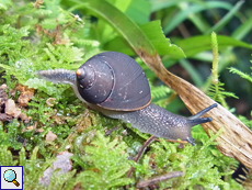 Pachnodus niger