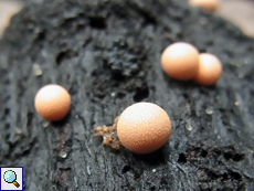 Blutmilchpilz (Lycogala epidendrum)