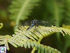 Orthetrum brachiale wrightii am Mare aux Cochons Trail