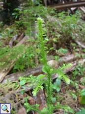 Nickender Bärlapp (Lycopodiella cernua)