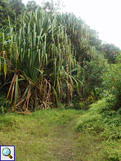 Pandanus hornei in der Nähe der Mare aux Cochons