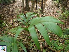 Roscheria melanochaetes