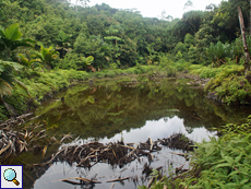 Der Süßwassersumpf Mare aux Cochons