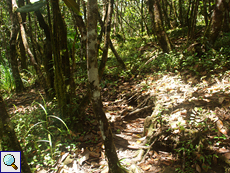 Der Weg nach Port Glaud ist ein abenteuerlicher Pfad