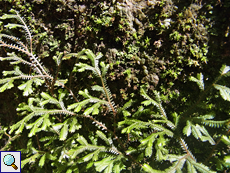Selaginella fissidentoides
