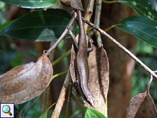 Seychellen-Skink (Trachylepis seychellensis)