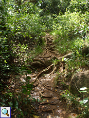 Im Wald am Nid d'Aigle bilden Wurzeln natürliche Treppenstufen