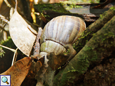 Achatina sp.