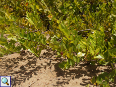 Kokospflaume (Chrysobalanus icaco)