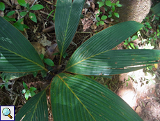Phoenicophorium borsigianum