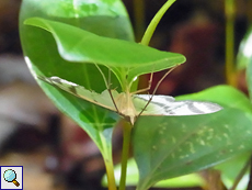 Zebronia mahensis