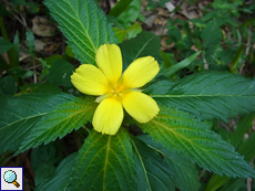 Safranmalve (Turnera angustifolia)