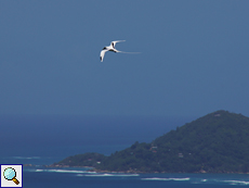 Weißschwanz-Tropikvogel (Phaethon lepturus lepturus) im Flug, im Hintergrund ist Praslin zu sehen