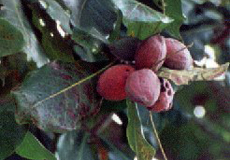 Indischer Mandelbaum (Sea Almond Tree, Terminalia catappa) Indischer Mandelbaum (Sea Almond Tree, Terminalia catappa)