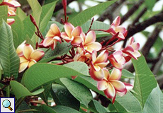 Rote Frangipani (Frangipani, Plumeria rubra)