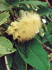 Aprikosen-Jambose Aprikosen-Jambose