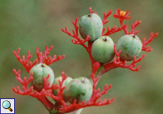 Flaschenbaum (Bottle Plant, Jatropha podagrica)