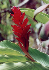 Purpurfarbener Ingwer (Red Ginger, Alpinia purpurata)