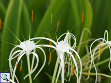 Schönhäutchen (Spider Lily, Hymenocallis littoralis)