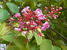 Blüten der Karambole oder Sternfrucht (Carambola, Averrhoa carambola) Blüten der Karambole oder Sternfrucht (Carambola, Averrhoa carambola)