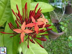 Scharlachrote Ixora (Flame of the Woods, Ixora coccinea)