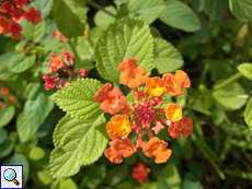 Wandelröschen (Bush Lantana, Lantana camara) Wandelröschen (Bush Lantana, Lantana camara)