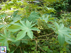 Wunderbaum (Castor Oil Plant, Ricinus communis) Wunderbaum (Castor Oil Plant, Ricinus communis)