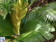 Phoenicophorium borsigianum (Thief Palm)