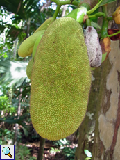 Frucht des Jackfruchtbaums (Jackfruit Tree, Artocarpus heterophyllus) Frucht des Jackfruchtbaums (Jackfruit Tree, Artocarpus heterophyllus)