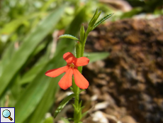 Striga asiatica