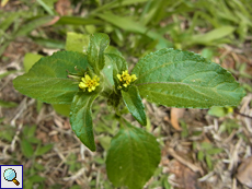 Synedrella nodiflora