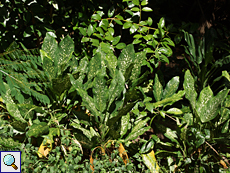 Dieffenbachie (Dumb Cane, Dieffenbachia seguine)