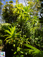 Dracaena reflexa