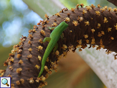 Männlicher Blütenstand einer Seychellenpalme (Lodoicea maldivica) mit einem Großen Seychellen-Taggecko (Phelsuma sundbergi sundbergi)