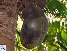 Unreife Nuss an einer weiblichen Seychellenpalme (Lodoicea maldivica)