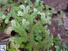 Selaginella fissidentoides (Spikemoss)