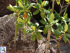 Rhizophora mucronata (Red Mangrove)