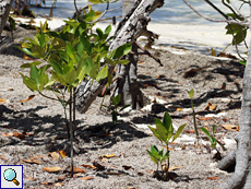 Junge Exemplare von Rhizophora mucronata (Red Mangrove)