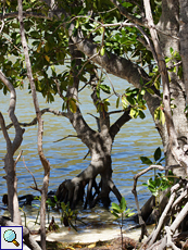 Rhizophora mucronata (Red Mangrove)