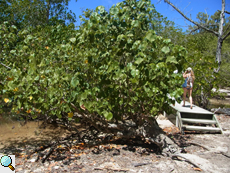 Portiabaum (Portia Tree, Thespesia populnea)