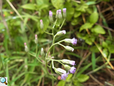 Cyanthillium cinereum (Little Ironweed)