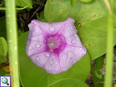 Blühende Ziegenfuß-Prunkwinde (Ipomoea pes-caprae)