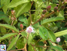 Mimose (Sensitive Plant, Mimosa pudica)