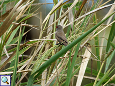 Guineagras (Guinea Grass, Panicum maximum)