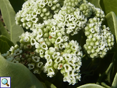 Samtblatt (Octopus Bush, Heliotropium foertherianum)