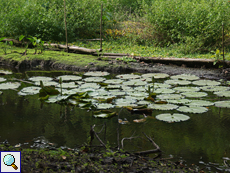 Seerose (Water Lily, Nymphaea sp.)