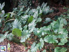 Riesenblättriges Pfeilblatt (Elephant Ears, Alocasia macrorrhiza)