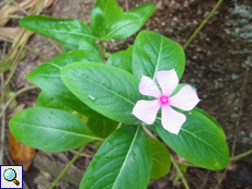 Tropisches Immergrün (Madagascar Periwinkle, Catharanthus roseus)