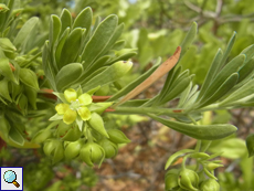 Suriana maritima (Bay Cedar)